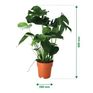 Verve Monstera in Plastic Grow pot 19cm