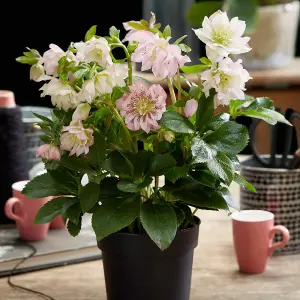 Helleborus orientalis Double Ellen Pink 14cm Potted Plant x 2