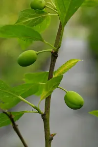 Lincolnshire Fruits Blue Tit Plum Potted 12 Litre 1.5m Tree