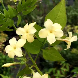 2 x Jasmine Officinale Clotted Cream in 9cm Pots - Deciduous Climber Plants