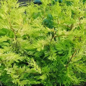 Leylandii Gold - Evergreen Conifer Hedging, Low Maintenance, Fast-Growing (20-40cm, 5 Plants)