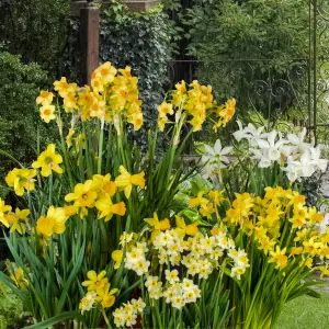 100 x Mini Mixed Daffodil Bulbs, Spring Flowering - Plant in Autumn for Spring Flowering Bulb