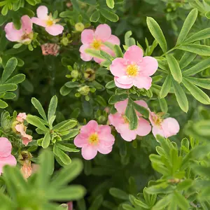 Potted Plantentilla Pink Paradise 3.5 Litre Potted Plant x 1