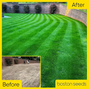 Boston Seeds BS Premier Lawn Grass Seed (5 x 20kg)