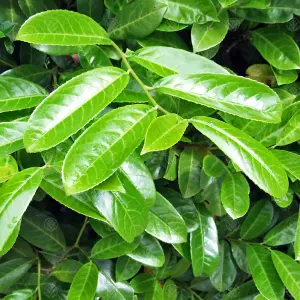 Prunus Rotundifolia 'Cherry Laurel' Bare Root Hedge Hedging Tree Plants (1-2ft, 100 Plants)