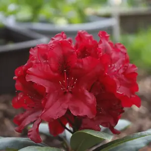 Rhododendron 'Lord Roberts' In 9cm Pot,  Stunning Red Flowers, Evergreen Shrubs