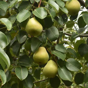 Lincolnshire Fruits Moonglow Bareroot 7 Litre 1.5m Tree