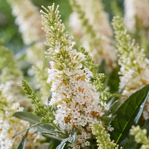 Buddleia Butterfly Candy Little White - Compact Size, White Flowers, Attracts Butterflies (15-30cm Height Including Pot)