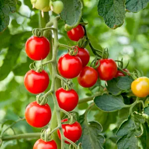 Tomato Consuelo (Crimson Cherry) 1 Seed Packet