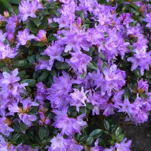 Rhododendron Moerheim Garden Plant - Stunning Light Purple Blooms, Compact Size (20-30cm Height Including Pot)