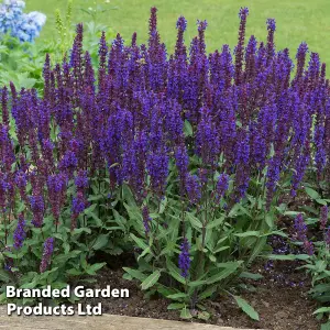 Salvia Salvatore Deep Blue 9cm Potted Plant x 3