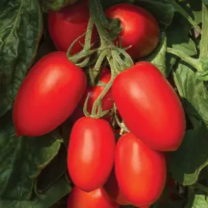 Tomato Nagina F1 1 Seed Packet