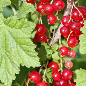 Lincolnshire Fruits Rovada Potted 1 Litre Red Currants