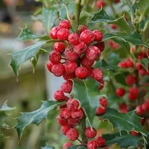 Alaska English Holly Outdoor Shrub Plant Ilex Aquifolium 3L Pot