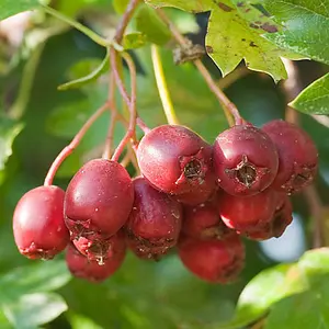 Hawthorn Hedge Crataegus monogyna Set of 10 Bare Root Hedges 60-90cm tall