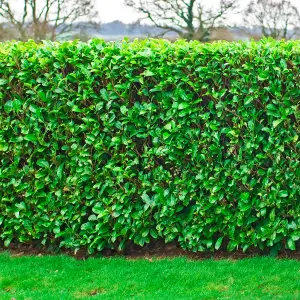 Prunus Rotundifolia 'Cherry Laurel' Bare Root Hedge Hedging Tree Plants (1-2ft, 5 Plants)