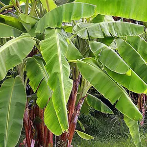 Pair Of Musa basjoo (Hardy banana)  in 9cm Pot