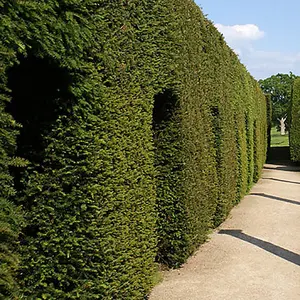 Yew Hedging Plant, Taxus baccata, 9cm Pot, Pack of 25, Evergreen, Ready to Plant