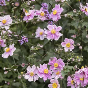 Anemone Fantasy Pocahontas - Vibrant Pink Blooms, Compact Size (15-30cm Height Including Pot)