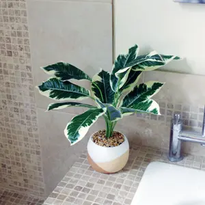 Artificial Plant Pothos Variagated with Planter Botanik