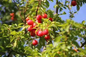 50 Cherry Plum Trees / Prunus Cerasifera / Myrobalan,40-60cm Tall, Edible Hedging