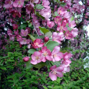 Malus Direktoer Moerland Tree - Crab Apple Tree, Deep Red Spring Blossoms, Low Maintenance (5-6ft)