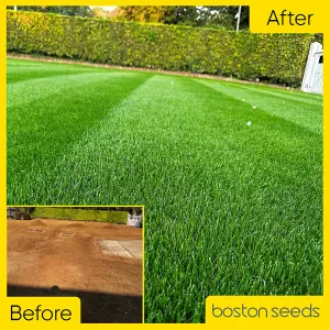 BS Quality Hard Wearing Lawn Seed (5 x 20kg)