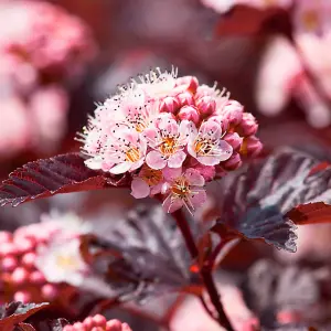 3 x Physocarpus 'Lady In Red' in 9cm Pots - Fast Growing Shrub - Rich Foliage