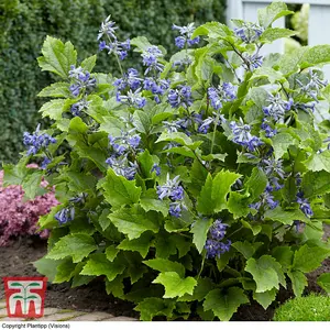 Clematis New Love 9cm Potted Plant x 3