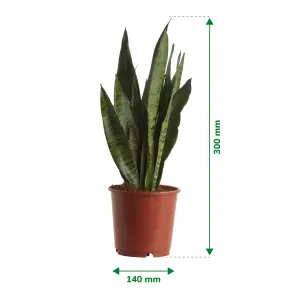 Verve Snake plant in Terracotta Plastic Grow pot 14cm