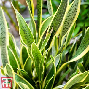 Sansevieria trifasciata var. laurentii - Snake Houseplant  x 1 (19cm Pot)