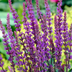 Gardeners Dream Salvia Caradonna (9cm)