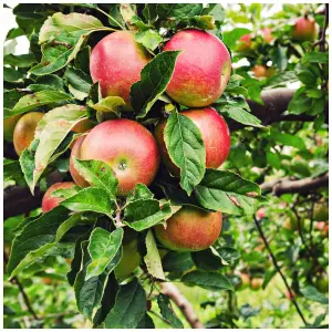 Beauty Of Bath Apple Tree, 5-6ft Tall, Ready to Fruit Mild,Sharp & Sweet Tasting