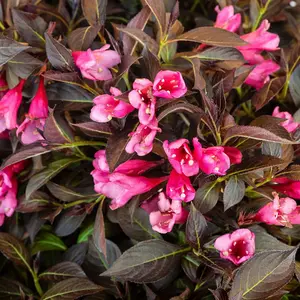 Weigela Arabian Nights 9cm Potted Plant x 2