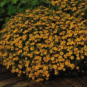 Tagetes Golden Gem 1 Seed Packet