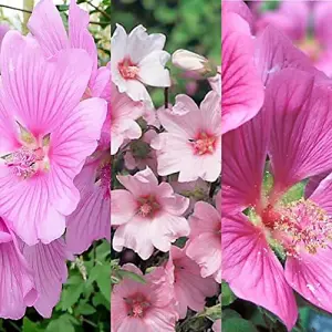 3 x Lavatera Mix Inc Varieties Like Rosea - Barnsley - Burgundy Wine in 9cm Pots