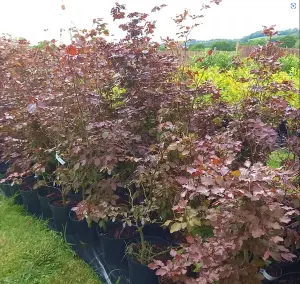 10 Purple Copper Beech Hedge Plants Native Semi- Evergreen Hedging 1-2ft Tall Potted