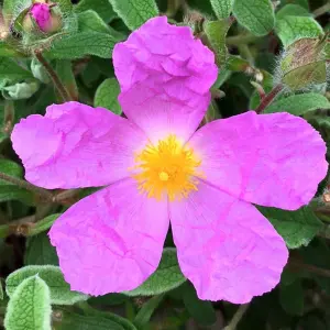 Cistus Creticus - Evergreen, Pink Flowers, Compact Size (10-30cm Height Including Pot)