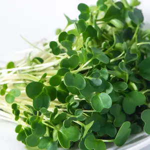 Microgreens Salad Rocket Victoria 1 Seed Packet