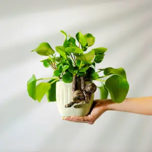 Garden Plant Pot Hanger - Sloth