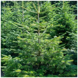 5 Nordmann Fir Christmas Trees 15-20cm.Britains Best No Needle Drop Nordman 3FATPIGS