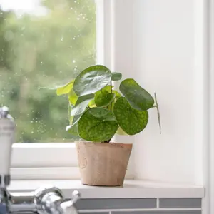 Blooming Artificial - 25cm / 0.75ft Artificial Pilea Bush