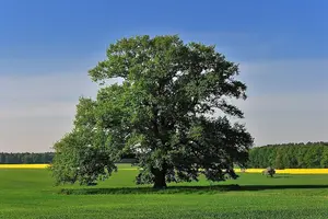 25 English Oak Trees 1-2ft Quercus Robur, Native Hedge Tree, Grow Acorns 3FATPIGS