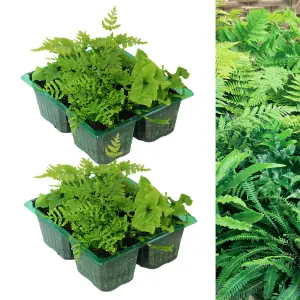 8 x Hardy Fern Plant Mix - Evergreen Outdoor Ferns - Shade Loving Plants Garden Ready - Ideal for Rockeries, Containers & Pots