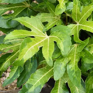 Fatsia Duo 9cm Potted Plant x 2