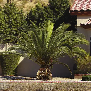 Hardy Phoenix Palm Tree 60-80cm Tall in a 15cm Pot