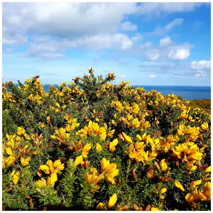 25 Gorse Hedging Bush,Prickly Furze Plant,Fragrant Yellow Whin Evergreen Hedge 3FATPIGS