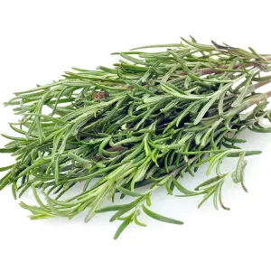 Herb Rosemary 1 Seed Packet (100 Seeds)