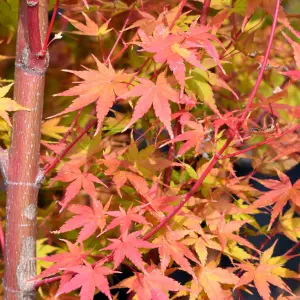 Acer Sango-Kaku - Coral Bark Maple, Outdoor Plant, Ideal for Gardens, Compact Size (80-100cm Height Including Pot)