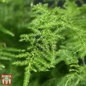 Asparagus Fern Plumosus Houseplant x 1 (13cm Pot)